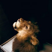 Saved-by-Science---African_lion.b