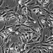 mouse_cells