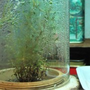1278178909image_web_full