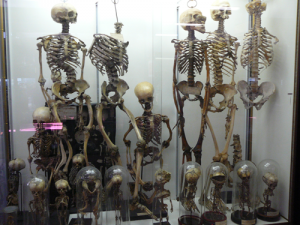 Figure 2: Musée Dupuytren, Paris. Photographer Marjorie Cabico.