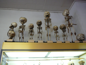 Figure 3: Musée Dupuytren, Paris. Photographer Marjorie Cabico.
