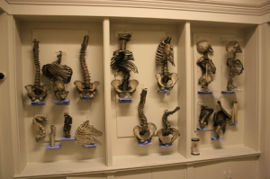 Figure 4 : Royal College of Surgeons of Edinburgh. Photographer: Navena Widulin.