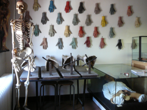 Figure 5: With permission of the Association des Musées d'Anatomie Delmas-Orfila-Rouvière (AMADOR). Photographer: Marjorie Cabico