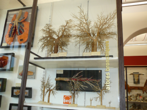 Figure 9: Bronchial trees/Arbres bronchiques. Musée de l'Ecole Nationale Vétérinaire d'Alfort. Photographer: Marjorie Cabico.