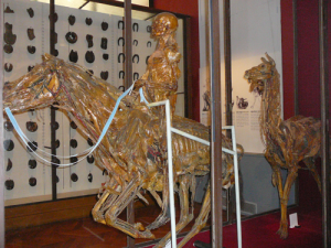 Figure 10: Musée Fragonard, Musée de l'Ecole Nationale Vétérinaire d'Alfort. Photographer: Marjorie Cabico.
