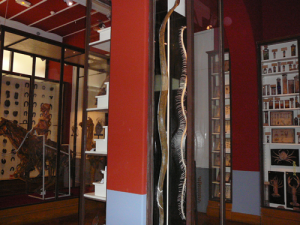 Figure 11: Musée Fragonard, Musée de l'Ecole Nationale Vétérinaire d'Alfort. Photographer: Marjorie Cabico.